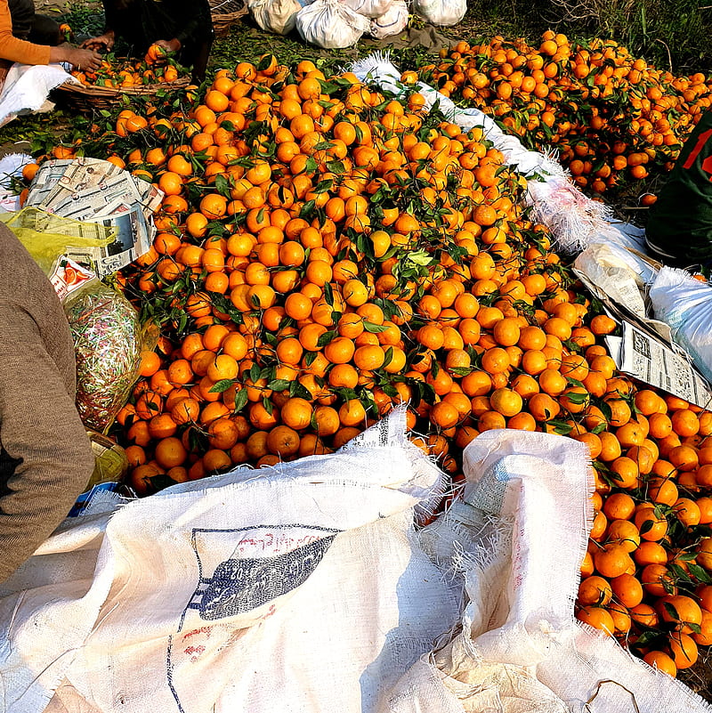Oranges , fruit, fruits, mix, orange, pakistan sargodha, pro, HD phone wallpaper