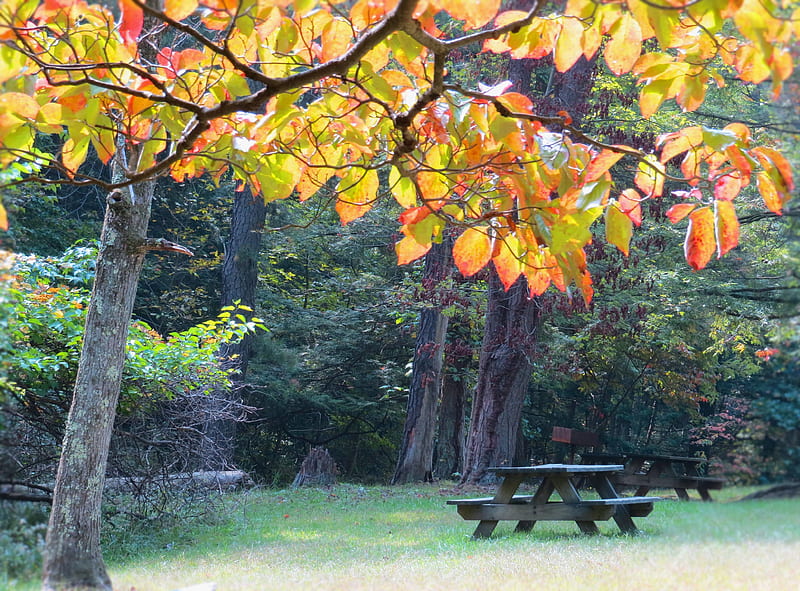 Autumn is Picnic Time, september, autumn, Ohio, park, picnic, leaf, tree, leaves, nature, picnic table, october, HD wallpaper