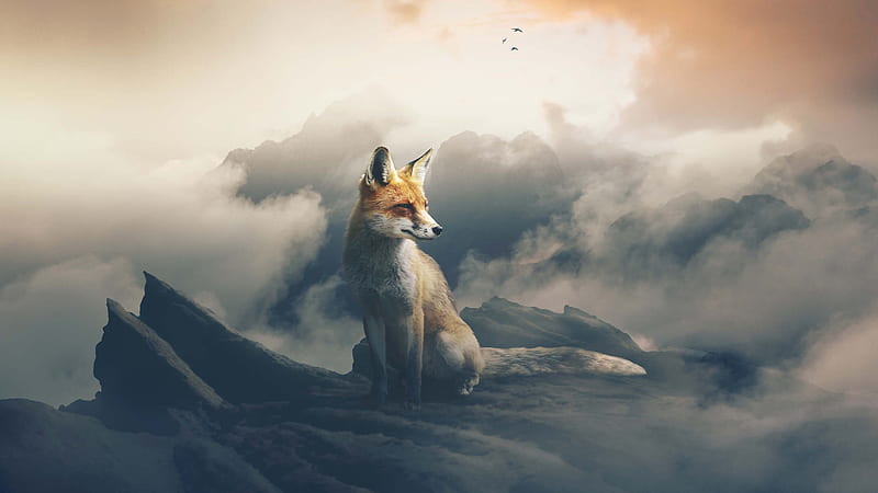 Fox The Observer, fox, animals, artist, hop, manipulation, HD wallpaper