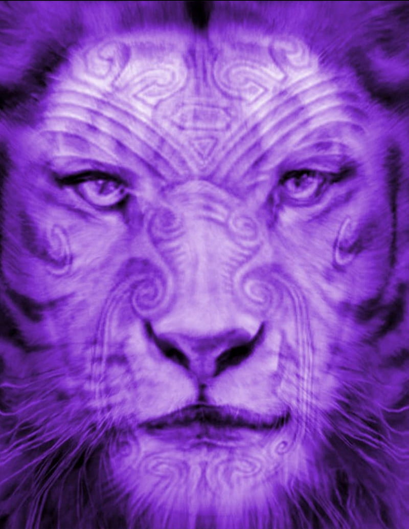 Man Lion, cool, face, purple, HD phone wallpaper