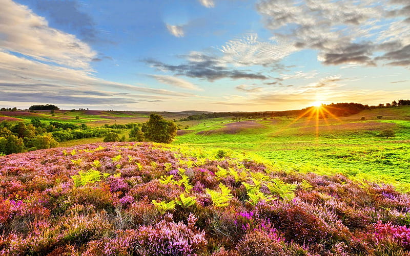 Beautiful Landscape Sun Wild Flowers Stunning Nature Sunset Sky Clouds Hd Wallpaper Peakpx 1668