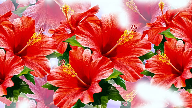 ❤️, Graphics, Hibiscus, Red, Flowers, HD wallpaper
