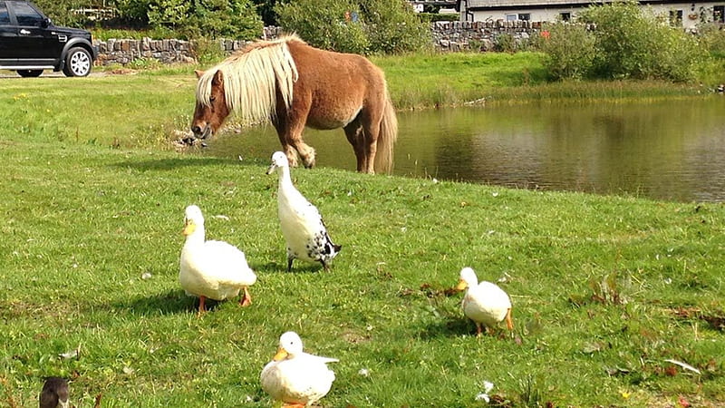 down at the pond, garden, nature, horse, animals, HD wallpaper