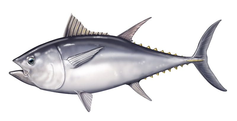 Tuna, montauk, big eye, blue fin, fish, deep sea fishing, yellow fin, giant tuna, HD wallpaper