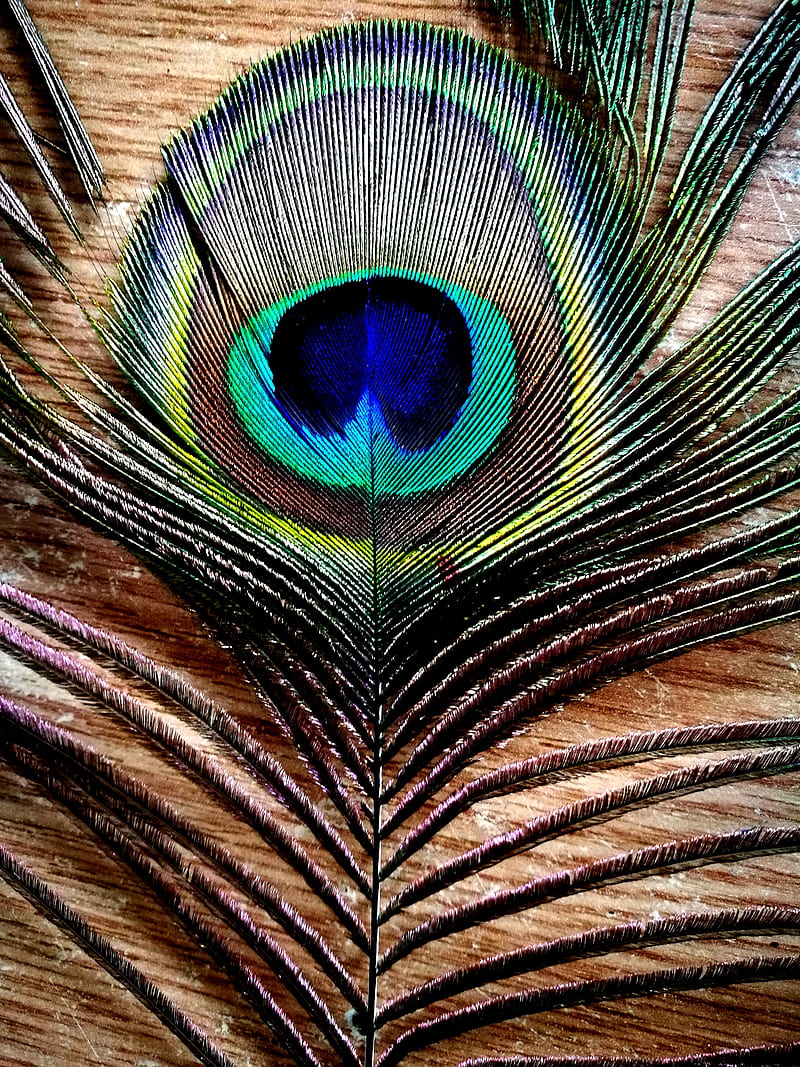 Feather, animals, birds, colorful, minimalist, nature, pattern, peacock, simple, HD phone wallpaper