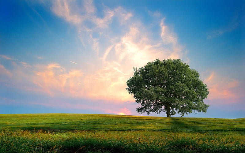 fresh nature tree-natural landscape, HD wallpaper