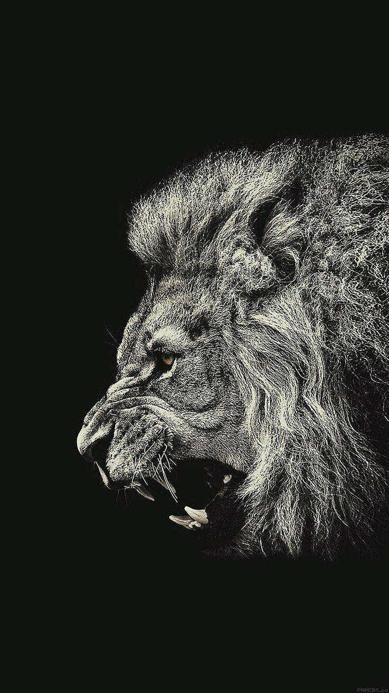 LION, black, jungle, king, lions, HD phone wallpaper