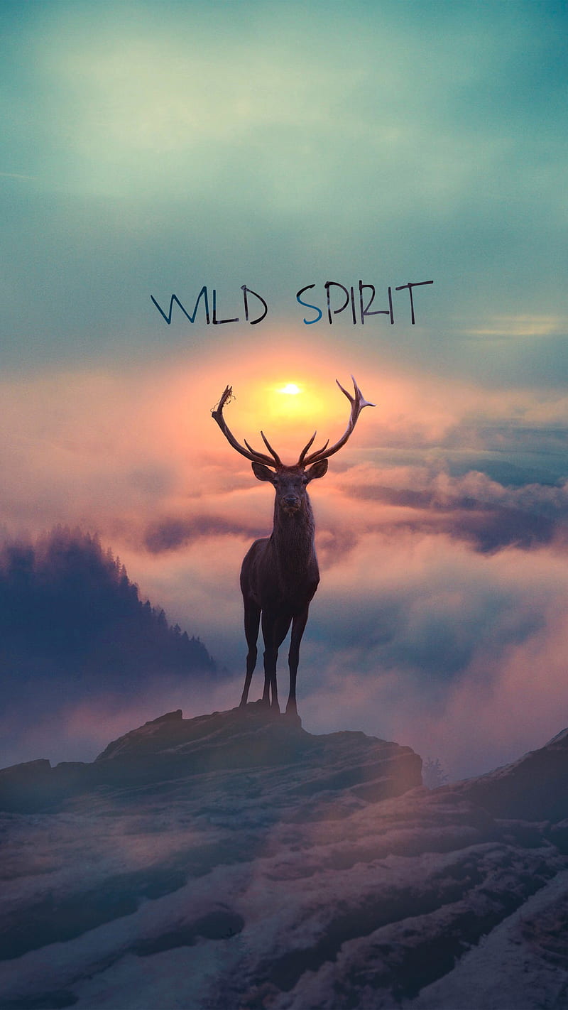Wild Spirit , wild spirit, nature, deer, sun, sky, mountains, HD phone wallpaper
