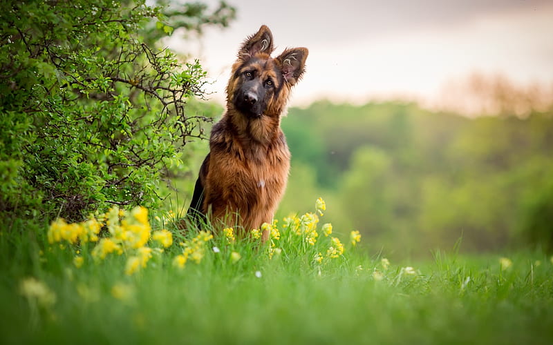 German Shepherd, lawn, puppy, small dog, bokeh, pets, dogs, German Shepherd Dog, HD wallpaper