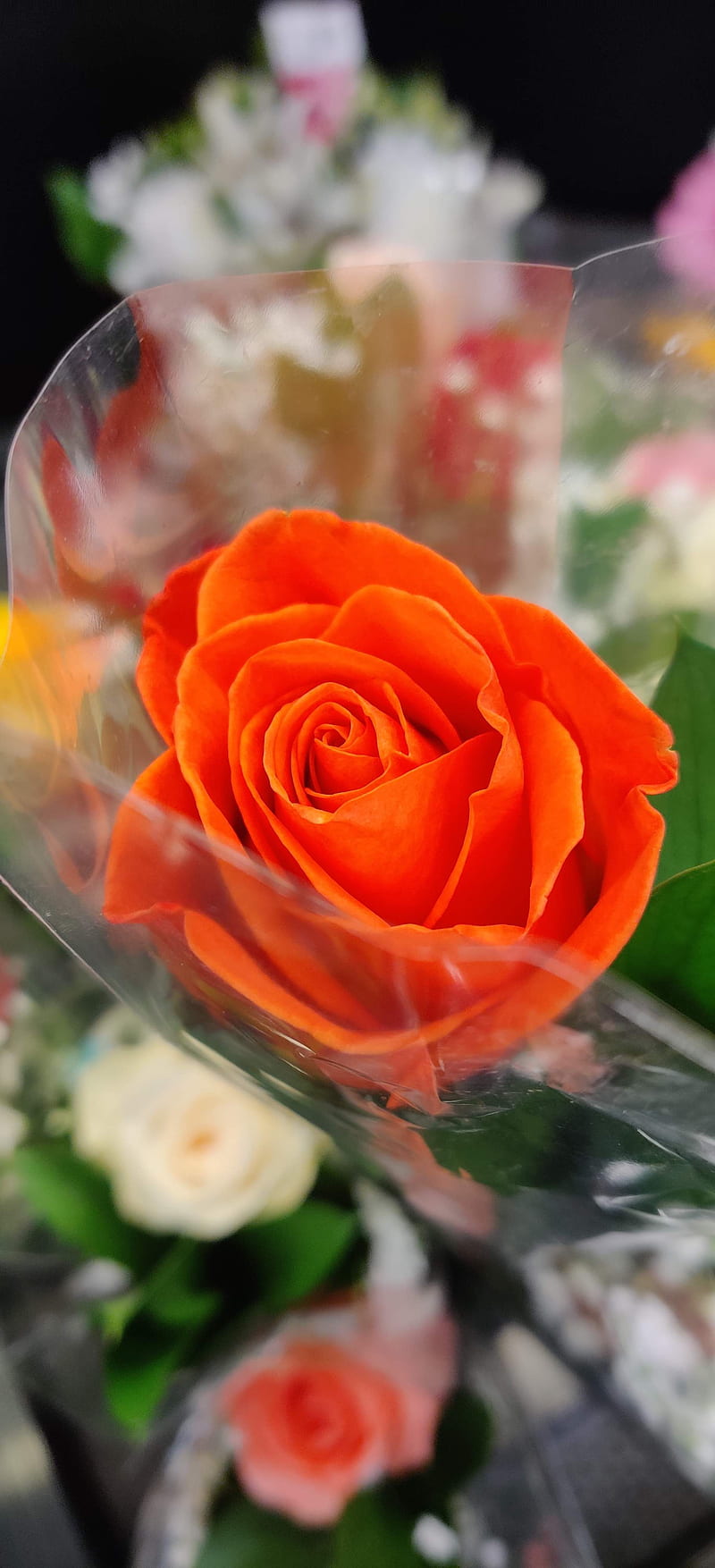 beautiful orange rose wallpaper