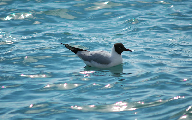 Black Headed Gull, water, bird, seagull, blue, HD wallpaper