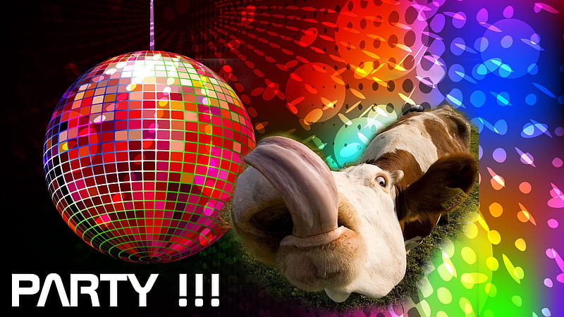 Let's party!, cow, party, funny, tongue, animal, HD wallpaper | Peakpx