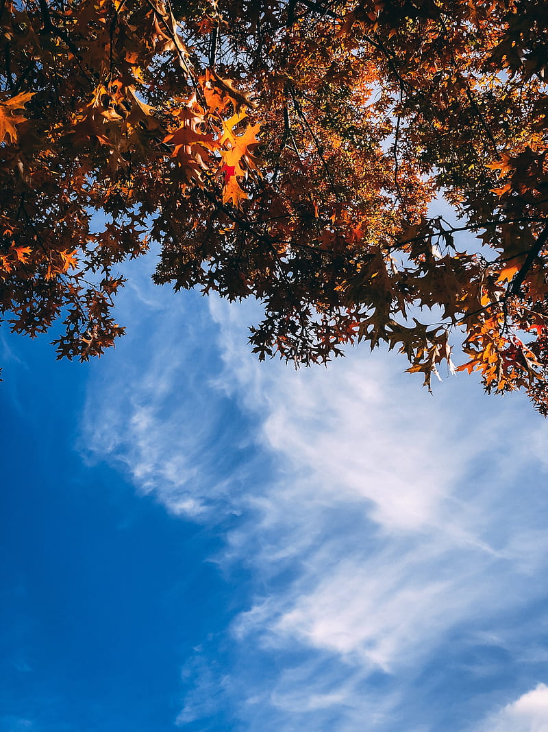 Orange Leafed Trees Hd Phone Wallpaper Peakpx