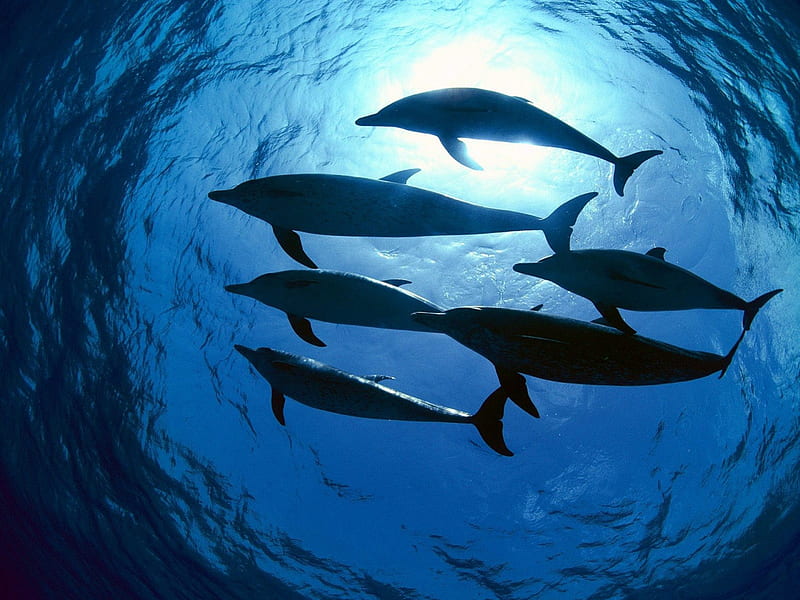 Dolphins, beauty, nature, aquatic animals, HD wallpaper