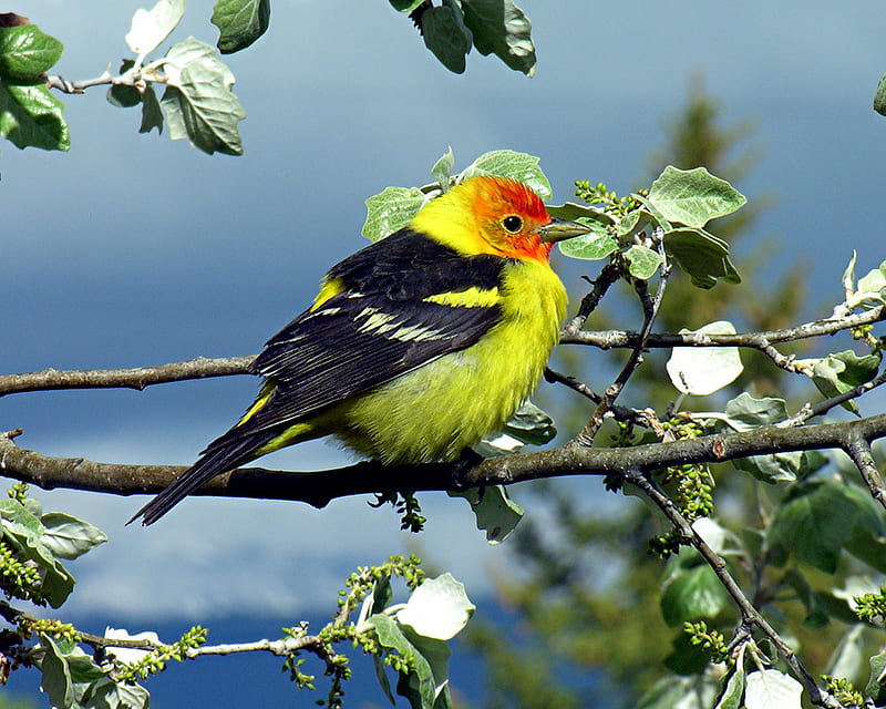 Do you like my colours?, branche, orange, black, yellow, blossom, bird, beak, white, feathers, HD wallpaper