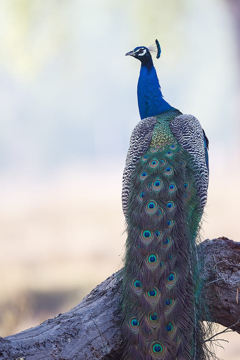 blue and green peacock, HD phone wallpaper