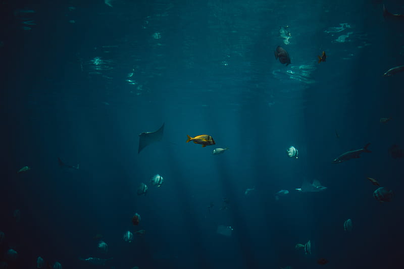 school of fish, HD wallpaper