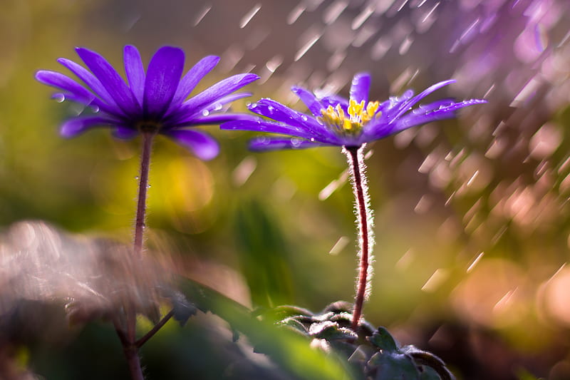 flower, petals, purple, blur, HD wallpaper