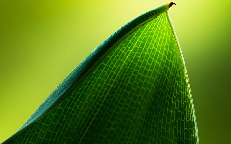 green leaf-Beautiful macro graphy, HD wallpaper