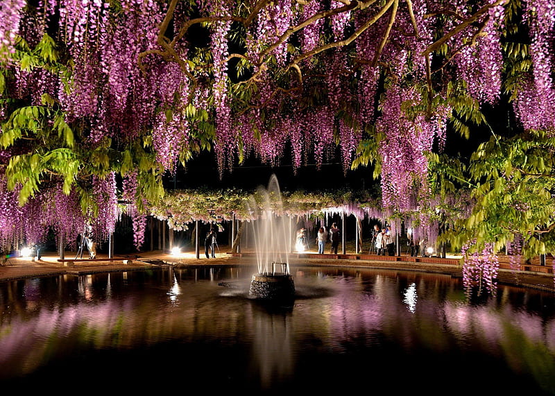 fountain, park, lilac, summer, HD wallpaper