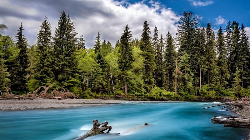 river hoh in olympia national forest washington, logs, forest, river, clouds, HD wallpaper