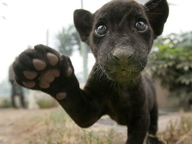 black panther paw
