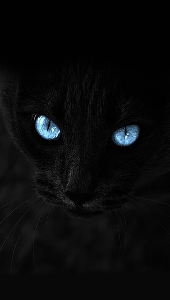 Black Cat, Blue Eyes Pets, Cats, Hd Wallpaper | Peakpx