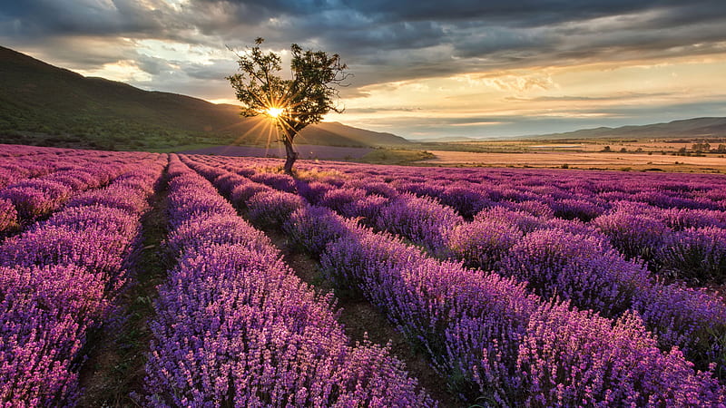 Nice Beautiful Lavender Purple Flowers Field In Mountains Sunset Background Flowers, HD wallpaper