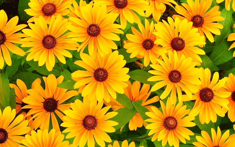 Rudbeckia Flowers, summer, yellow, rudbeckia, flowers, HD wallpaper