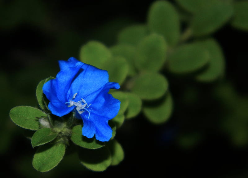 nobody else around, leaves, lovely, flower, nature, blue, HD wallpaper