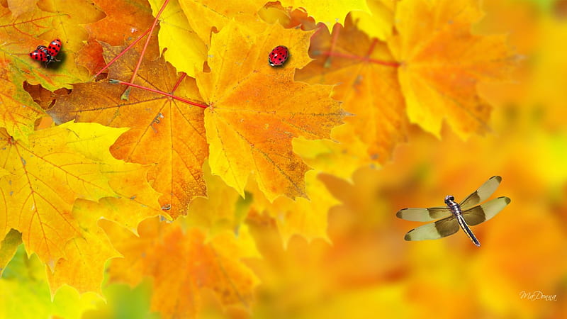 Fallen Gold, fall, autumn, maple, blur, yellow, ladybug, leaves, gold, lady bugs, dragonfly, oak, HD wallpaper