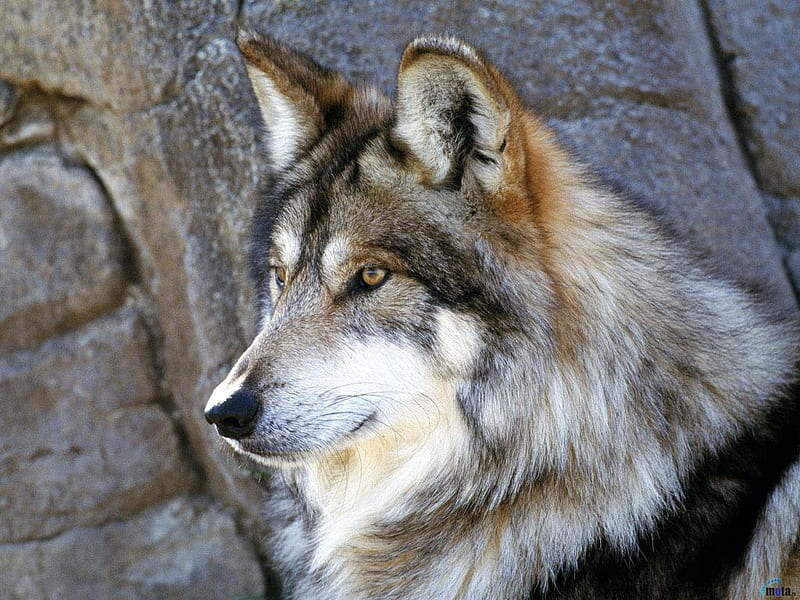 Ever Vigilant, lobo, watchful, art, alert, ready, nature, wolf, wolves, animals, HD wallpaper