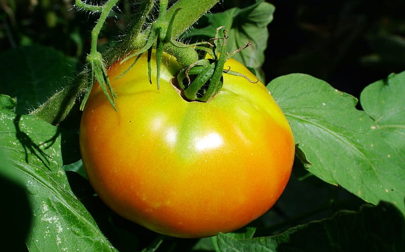Tomato, food, plants, garden, nature, HD wallpaper