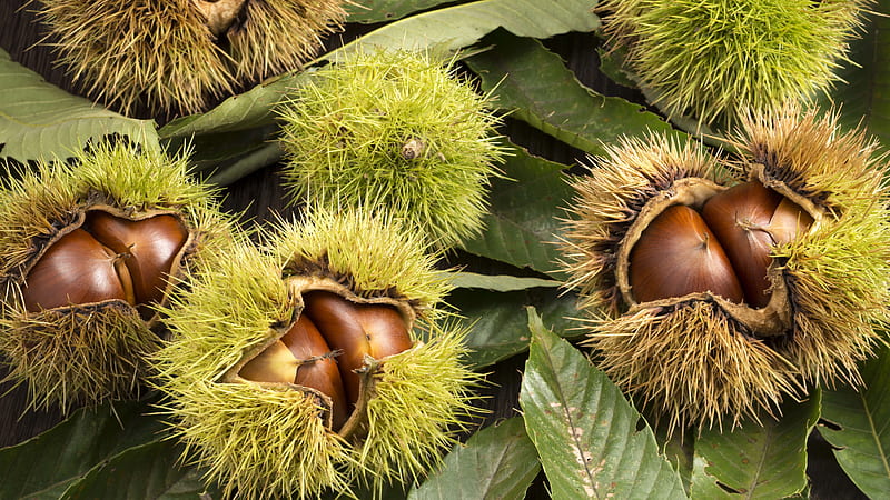 HD wallpaper: chestnut, edible, autumn, harvest, mature, fetus, hedgehog |  Wallpaper Flare