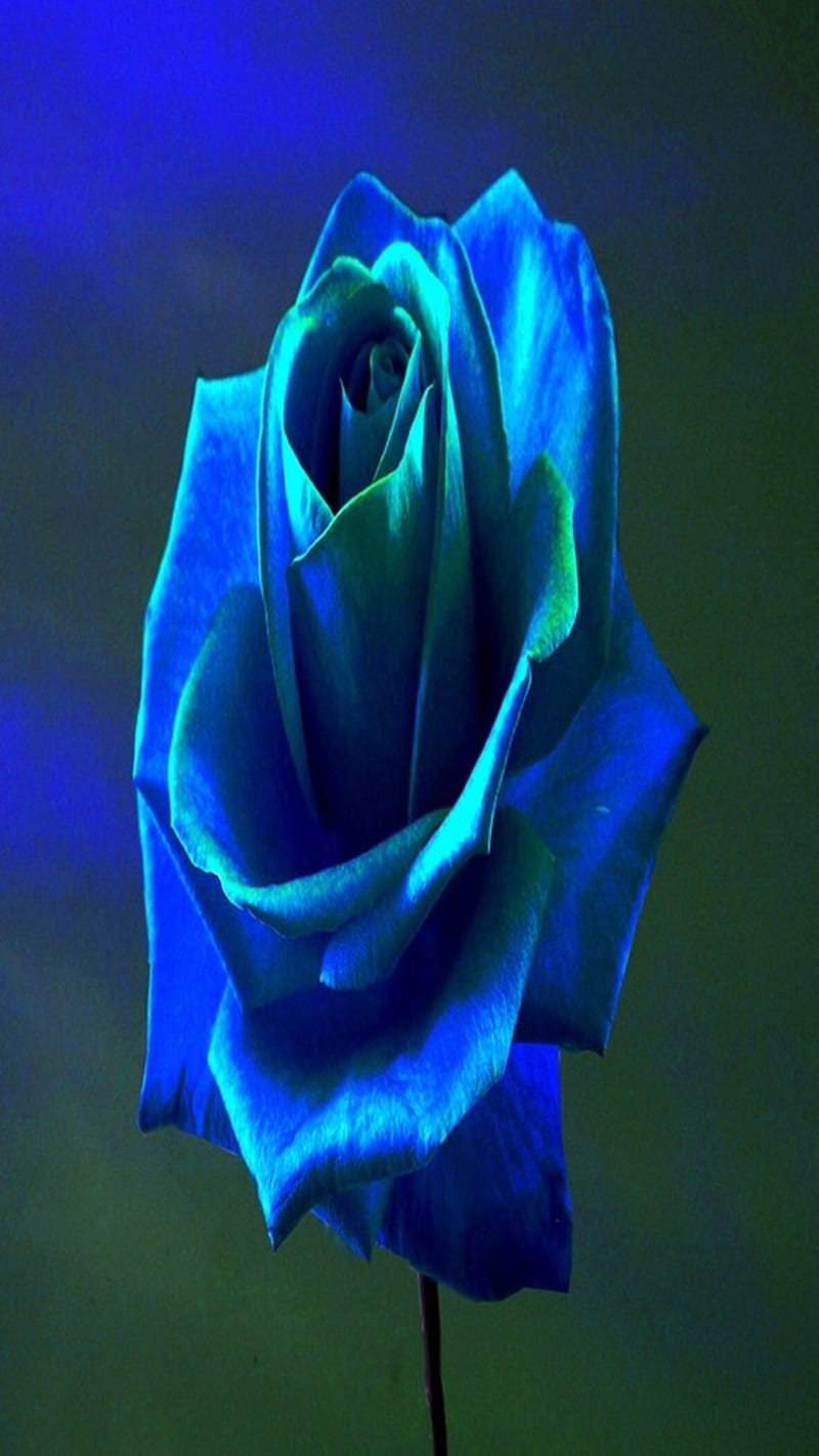 Rose, blue, flower, HD phone wallpaper