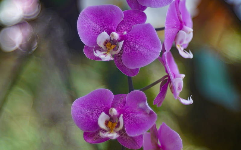 purple orchids, wildlife, beautiful purple flowers, tropics, HD wallpaper