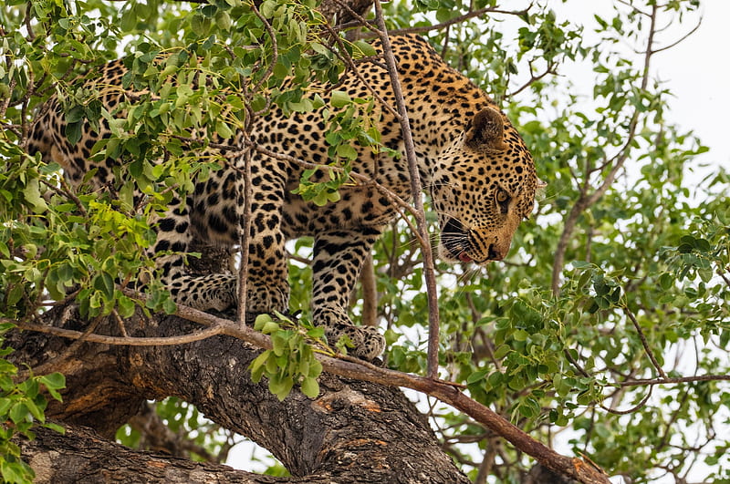 Cats, Leopard, Big Cat, Wildlife, predator (Animal), HD wallpaper | Peakpx