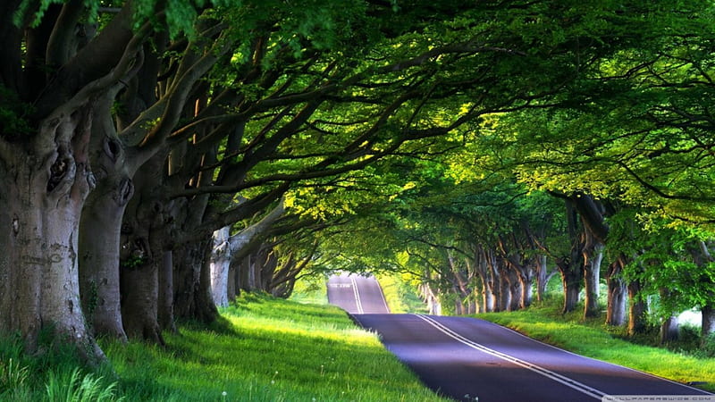 Tree-lined Road new, nature, popular, trees, HD wallpaper
