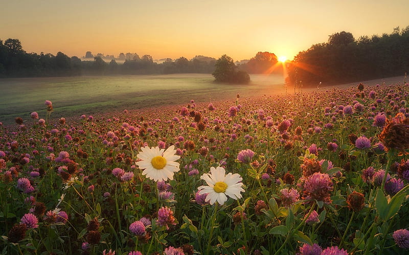 Meadow at Sunrise, flowers, nature, sunrise, meadow, HD wallpaper