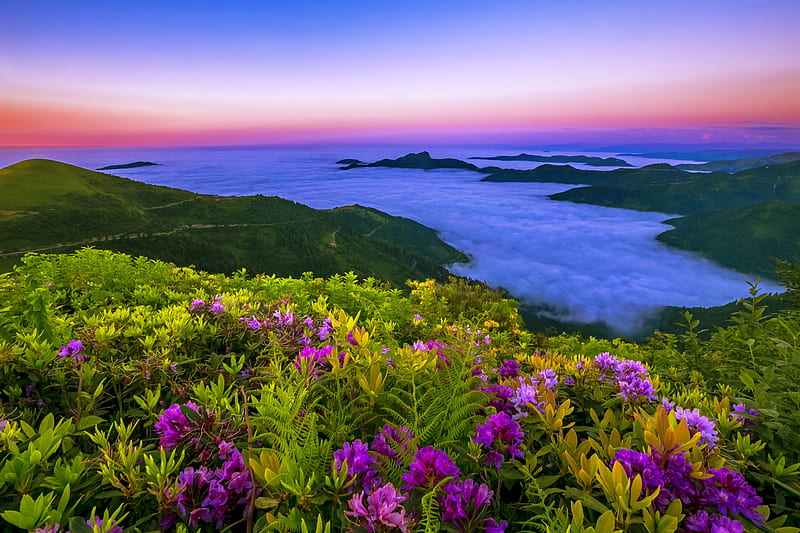 The color of the mountains, colorful, dawn, view, bonito, sky, clouds, mist, mountain, wildflowers, summer, landscape, HD wallpaper