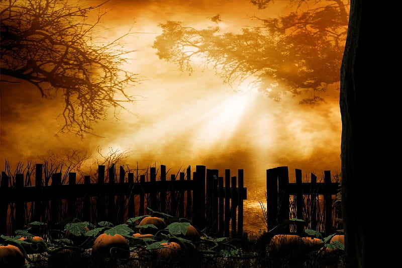 Eerie Pumpkin Patch, Fall, fence, autumn, halloween, trees, pumpkins, fog, HD wallpaper