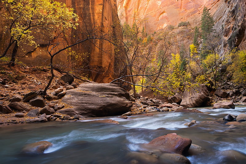 National Park, Zion National Park, Fall, River, Rock, Stone, Tree, HD wallpaper