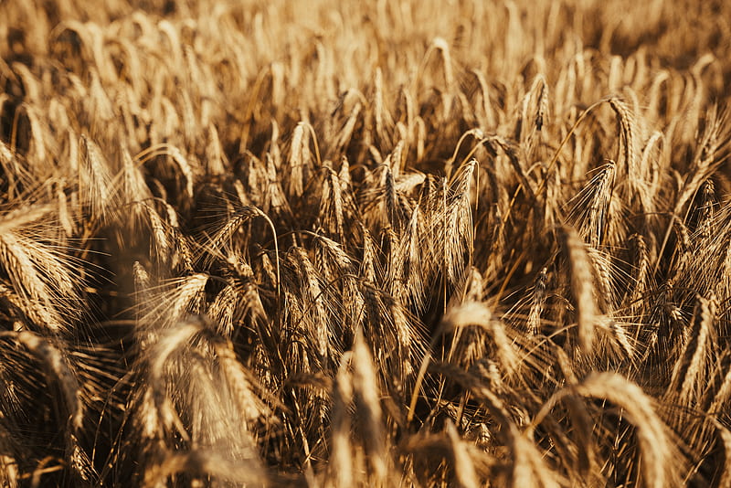 wheat, ears, field, dry, HD wallpaper