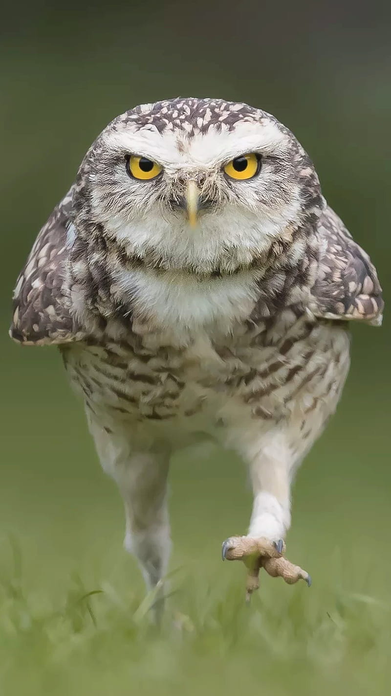 Coming to get you, angry, animal, bird, eyes, owl, HD phone wallpaper