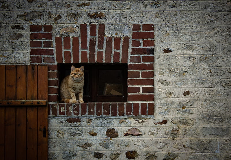 orange tabby cat standing on window, HD wallpaper