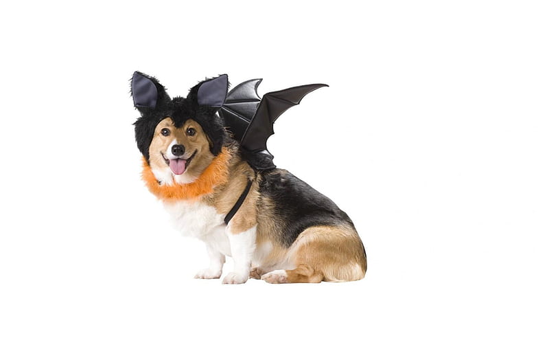 Ready for Halloween, wings, orange, costume, halloween, black, animal, cute, bat, white, puppy, dog, HD wallpaper
