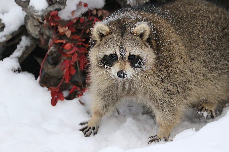 Animal, Raccoon, Snow, Wildlife, HD wallpaper