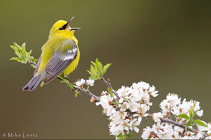 Singing Warbler, bird, beak, blossoms, yellow, spring, warbler, blue, feathers, HD wallpaper