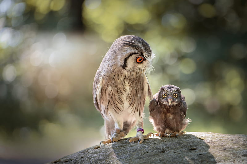 Owl Mother and Baby, owl, mother, baby, animal, HD wallpaper