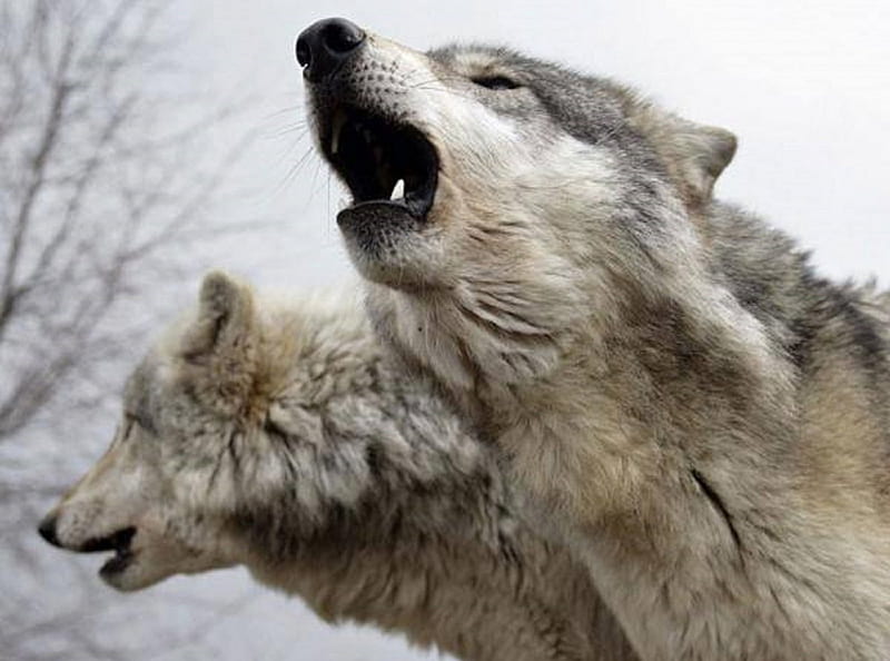THE CALL, snow, Howling, Call, nature, Wolf, animals, Wolves, winter ...